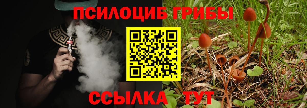 Псилоцибиновые грибы Psilocybe  Вход с VPN  Владимир 